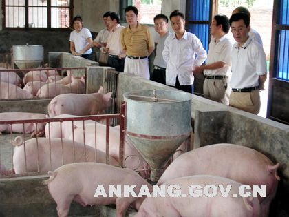 汉阴县成为安康市三元良种猪繁育基地